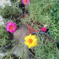 گل و گیاه طبیعی  فروش ویژه