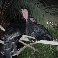 سه عدد بوقلمون ماده