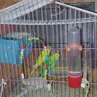 09392134899|سیمکارت|کهنوج, |دیوار