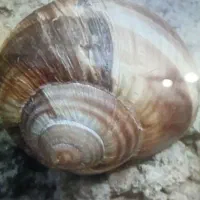 حلزون طبیعع