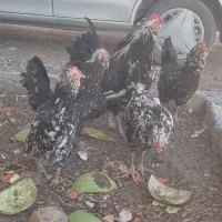 تخم‌مرغ گلین نطفه دار