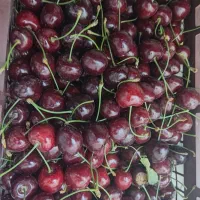 گیلاس تکدانه مستقیم