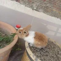 خرگوش لوپ اصل