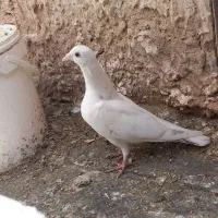 کبوتر سار