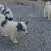 سگ پامر خانگی شناسنامه دار