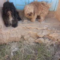 واگذاریسگشیتزوپاکوتاه