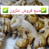 منبع فروش خاویار و حلزون با قیمت ویژه