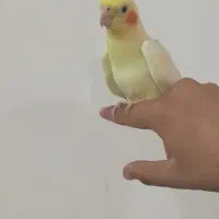 جفت عروس هلندی