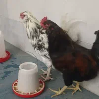 ۲عدد خروس گلین