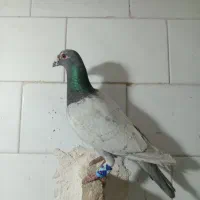 کبوتر|پرنده|تربت‌حیدریه, پائین ولایت|دیوار