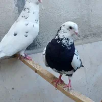 کبوتر پرشی و خوش خال