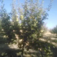 علف زنی خانه باغ