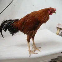خروس و مرغ