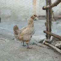 مرغ طوسی بدون غلط ریش چهلتاج
