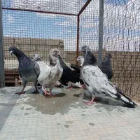 کبوتر