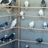 تعداد ۱۵۰ کفتر گروهی خوب سعی سالم