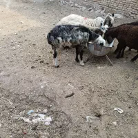 دو سه تا میش چاق گوزلی