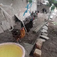 تعداد ۸ مرغ و یک خروس به فروش میرسد