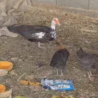 تخم مرغ نطفه دار