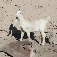 یک چتی گلابی اصل