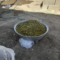 دک تازه امروز