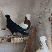 کبوتر رنگی