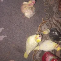 سلام جوجه عروسی هلندی و یک ماده دوکت عروس هلندی گپ