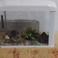 شرکتی دلسا سالم