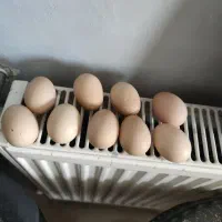 تخم مرغ نژاد برهما