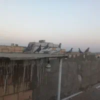 کفتر بوم