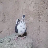 ماده سیاه پشت