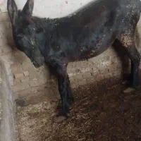 الاغ ماده مشکی