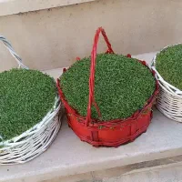 سبزه|گل و گیاه طبیعی|الشتر, |دیوار