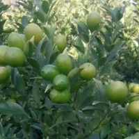 نهال لیموترش لایمکوات پایه c35