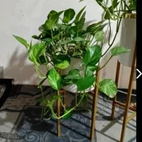 سه عدد گلدان طبیعی