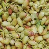خرید فروش پسته 350خریدارم