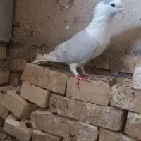 ماده دوبال