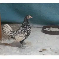 سبرایت