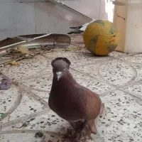 کفتر پاپر
