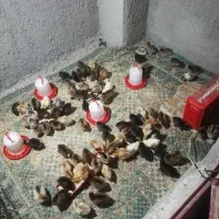 فروش جوجه یک ماه گلپایگانی