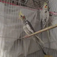 عروس هلندی