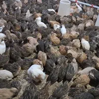 بلدرچین بالغ کشتاری و تخمگذار