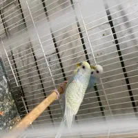 جفت مرغ عشق رنگین کمانی رینبو جفت فنچ