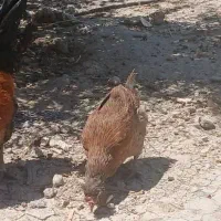 مرغ تخم گذار