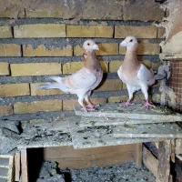 دوت کوهی نر