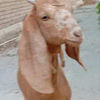 یک گوسفندماده