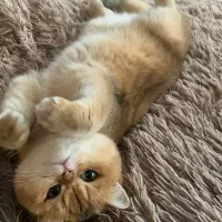 بچه گربه کوچولو بیریتیش ۲ماهه