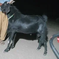 گوسفند