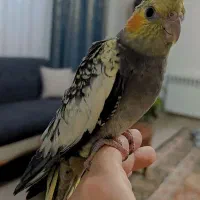 جوجه عروس هلندی