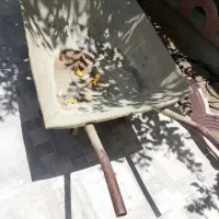 فرغون